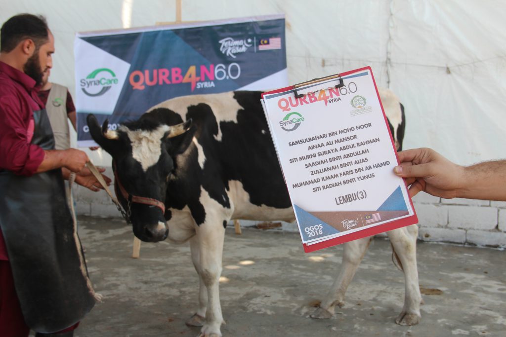 Qurban6.0:afrin:lembu3