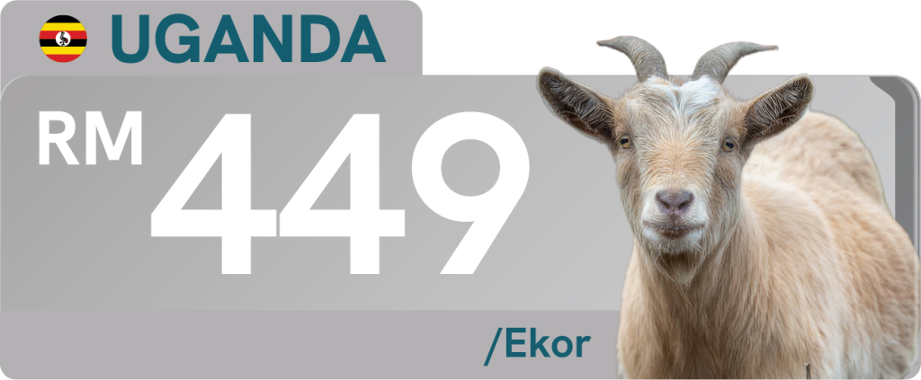 UGANDA (KAMBING)